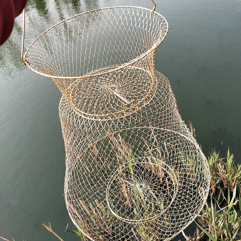 Short wirefish, 35 centimetres in diameter